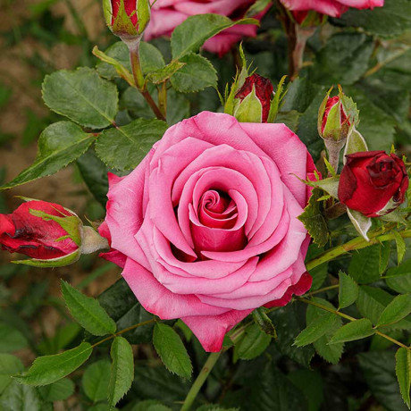 Роза чайно-гибридная Шангри-Ла Садовита