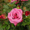 Роза чайно-гибридная Шангри-Ла Садовита
