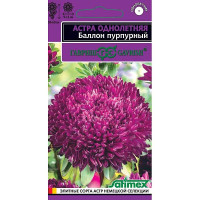 Астра Баллон пурпурный Гавриш Ц х10