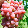 Виноград Аксайский Кишмиш ранний Садовита
