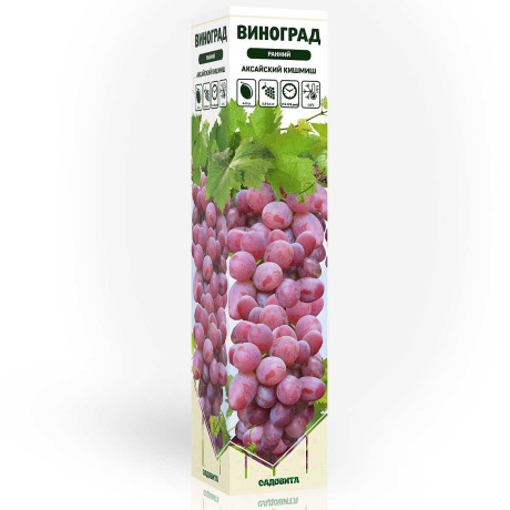 Виноград Аксайский Кишмиш ранний Садовита