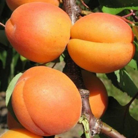 Абрикос Алеша Садовита