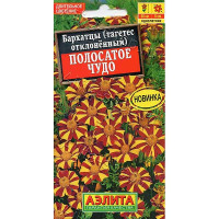 Бархатцы Полосатое чудо Аэлита Ц