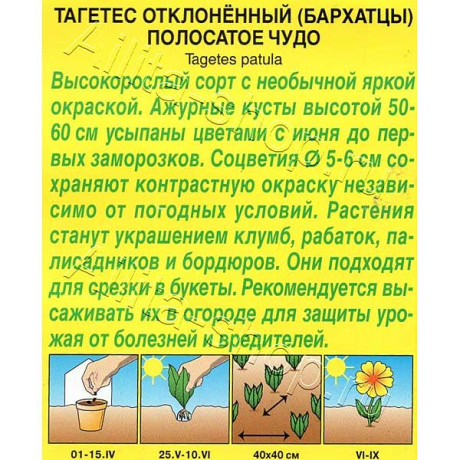 Бархатцы Полосатое чудо Аэлита Ц