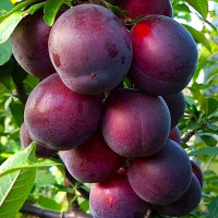 Слива Шарафуга Садовита