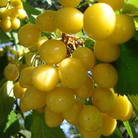 Черешня Чермашная Садовита