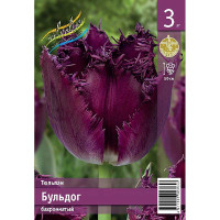 Тюльпан Бульдог 11/12 3 шт