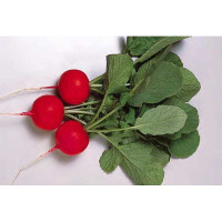 Редис Глориет 1000шт ФЛ Престиж