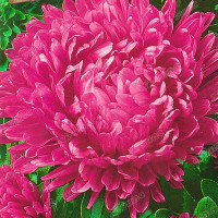 Астра Миледи смесь Семко Ц