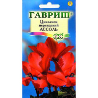 КОМ Цикламен Ассоль Гавриш Ц