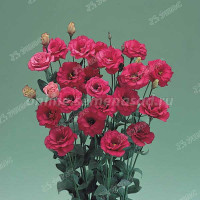 Эустома Арена Ред Поиск Ц