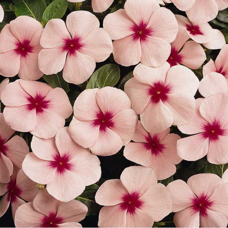 Катарантус Пацифика Эприкот Поиск Ц