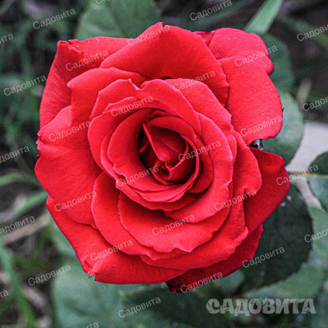 Роза чайно-гибридная Рэд Берлин Садовита