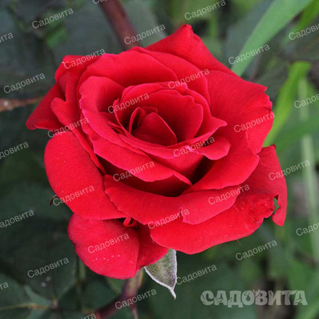 Роза чайно-гибридная Рэд Берлин Садовита