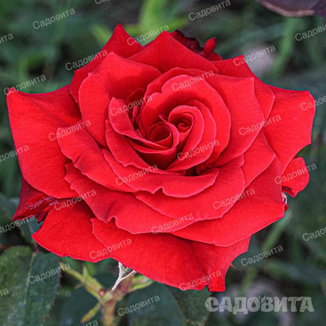 Роза чайно-гибридная Рэд Берлин Садовита