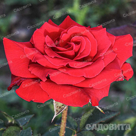 Роза чайно-гибридная Рэд Берлин Садовита