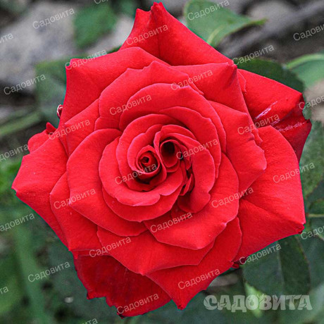 Роза чайно-гибридная Рэд Берлин Садовита