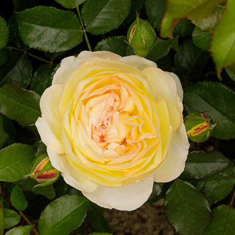 Роза чайно-гибридная Шато Де Шеверни Садовита