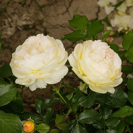 Роза чайно-гибридная Шато Де Шеверни Садовита