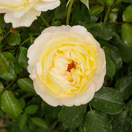 Роза чайно-гибридная Шато Де Шеверни Садовита