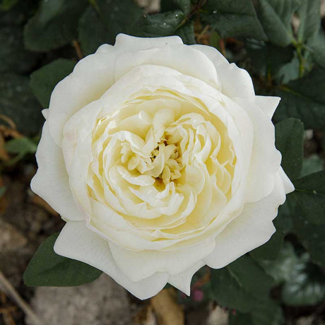 Роза шраб Кейра (английская) Садовита