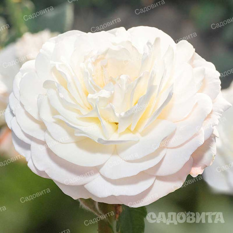 Роза шраб Кейра (английская) Садовита