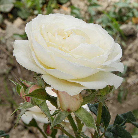 Роза шраб Кейра (английская) Садовита