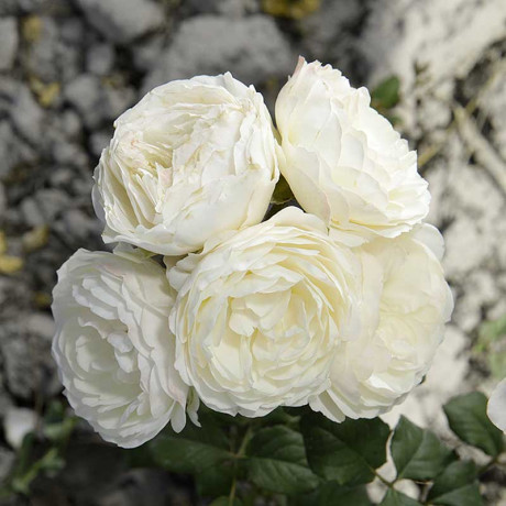 Роза шраб Кейра (английская) Садовита