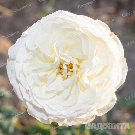 Роза шраб Кейра (английская) Садовита