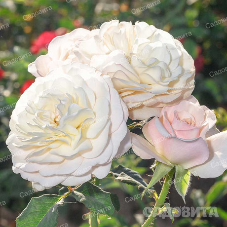 Роза шраб Кейра (английская) Садовита