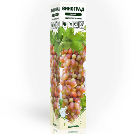 Виноград Находка Кишмиш ранний Садовита