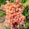 Виноград Находка Кишмиш ранний Садовита