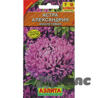 Астра Александрия фиолетовая Аэлита Ц