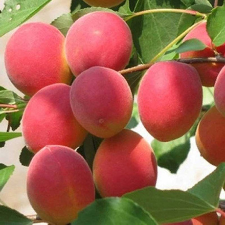 Абрикос Саратовский рубин Садовита