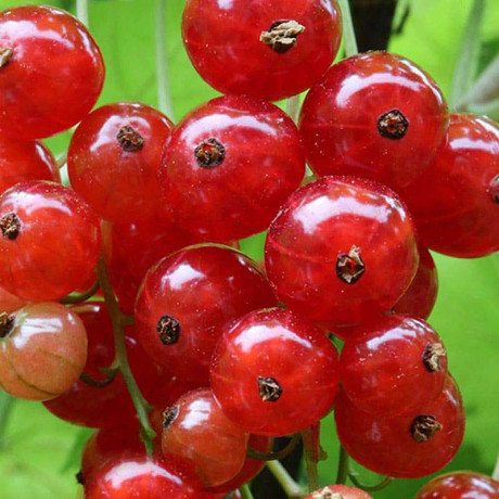 Смородина красная Ред Лейк Садовита