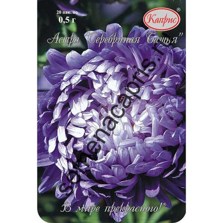 К Астра Серебряная Башня фиолетовая