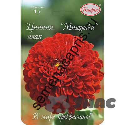 К Циния Мишутка алая Каприс