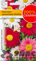 Пиретрум Малиновые гиганты смесьНК Ц