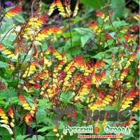 Мина Экзотика любви НК Ц