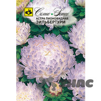 Астра Зильбертурм пионовидная Семко Ц