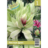 Лилия Мистери Дрим 10/12 1 шт