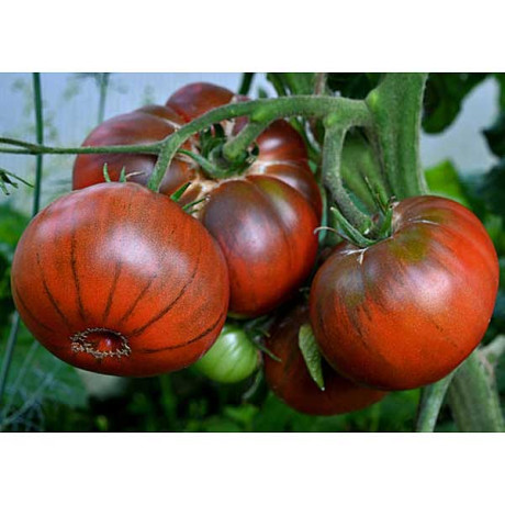 Семена Томат Шоколадный слон Седек