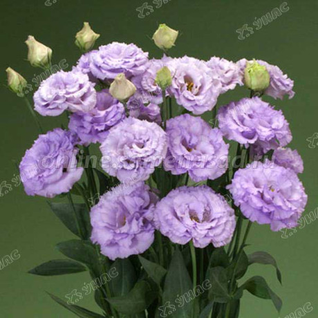 Эустома Корелли Лавендер Поиск Ц