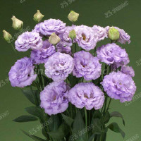 Эустома Корелли Лавендер Поиск Ц