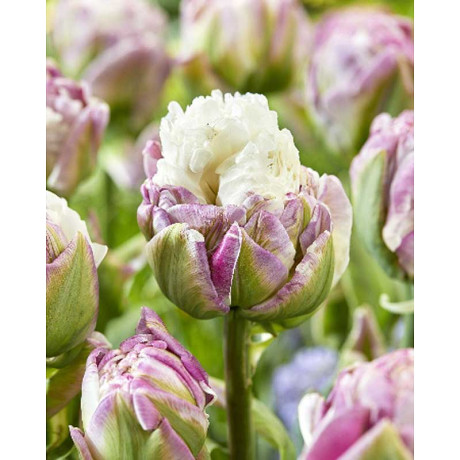 Тюльпан Айс Ти 11/12 5 шт