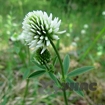 Клевер белый 0,25 кг Зеленый уголок (40)