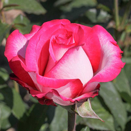 Роза чайно-гибридная Хайлендер Садовита