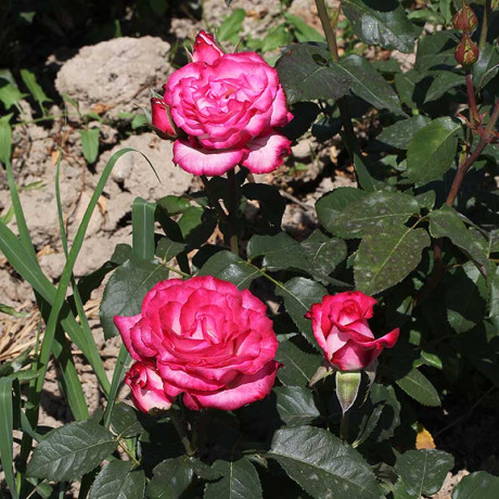 Роза чайно-гибридная Хайлендер Садовита