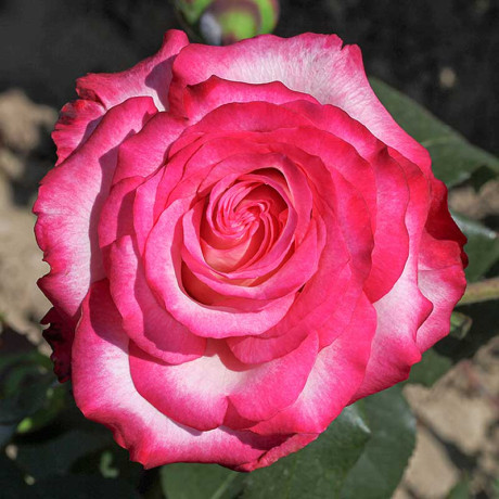 Роза чайно-гибридная Хайлендер Садовита