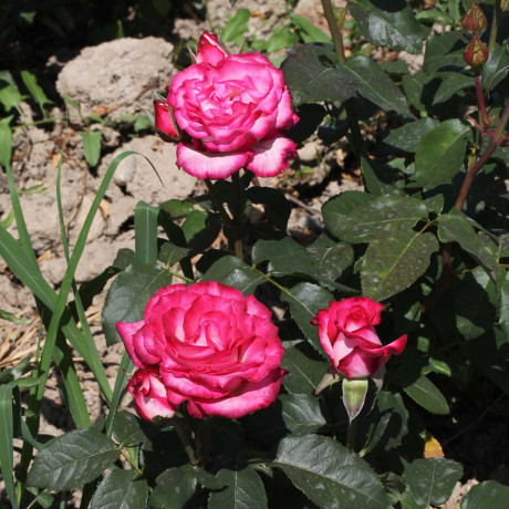 Роза чайно-гибридная Хайлендер Садовита